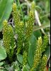 <em>Selaginella selaginoides</em>